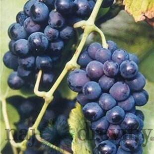 Vinič Zilga červený, v črepníku Vitis Zilga