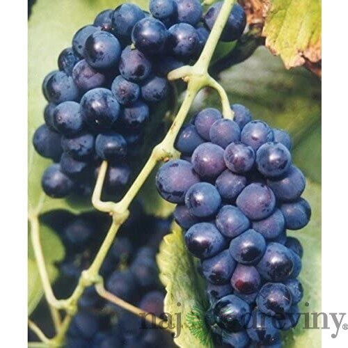 Vinič Zilga červený, v črepníku Vitis Zilga