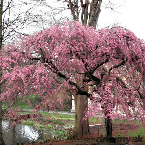 Višňa chĺpkatá previsnutá Pendula Rosea na kmienku 180/200 cm obvod 8/10 v črepníku 30l Prunus Subhirtella Pendula Rosea