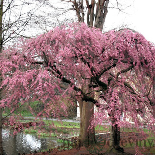 Višňa chĺpkatá previsnutá Pendula Rosea na kmienku 180/200 cm obvod 8/10 v črepníku 30l Prunus Subhirtella Pendula Rosea