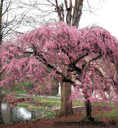 Višňa chĺpkatá previsnutá Pendula Rosea na kmienku 180/200 cm obvod 8/10 v črepníku 30l Prunus Subhirtella Pendula Rosea