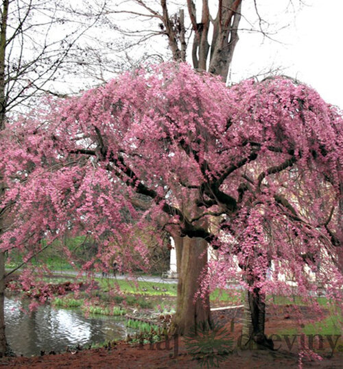 Višňa chĺpkatá previsnutá Pendula Rosea na kmienku 180/200 cm obvod 8/10 v črepníku 30l Prunus Subhirtella Pendula Rosea