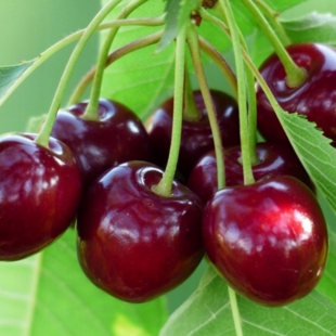 Višňa Kelleris, voľnokorenná 1-ročná Prunus cerasus