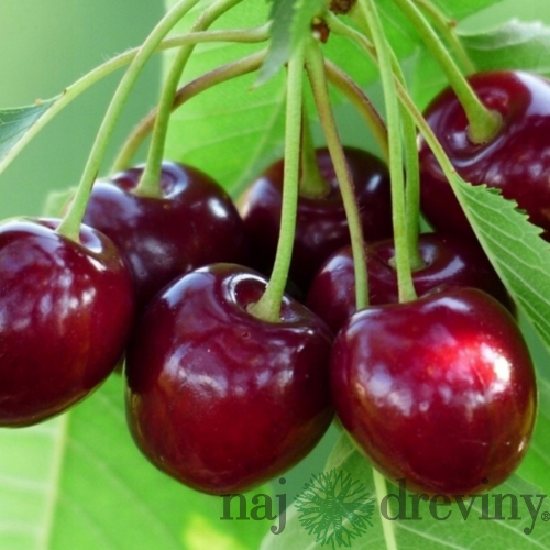 Višňa Kelleris, voľnokorenná 1-ročná Prunus cerasus