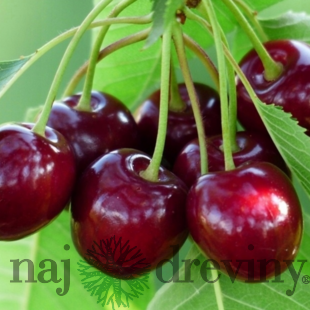 Višňa Kelleris, voľnokorenná 1-ročná Prunus cerasus
