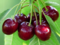 Višňa Kelleris, voľnokorenná 1-ročná Prunus cerasus
