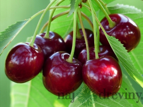 Višňa Kelleris, voľnokorenná 1-ročná Prunus cerasus