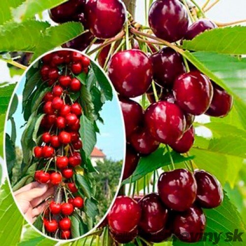 Višňa Kelleris, výška 100/150 cm, v črepníku, podpník Colt Prunus cerasus Kelleris