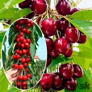 Višňa Kelleris, výška 100/150 cm, v črepníku, podpník Colt Prunus cerasus Kelleris