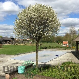Višňa krovitá Umbraculifera, výška 150+ cm, obvod kmienka 6/8 cm v črepníku Prunus eminens Umbraculifera