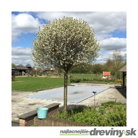Višňa krovitá Umbraculifera, výška 150+ cm, obvod kmienka 6/8 cm v črepníku Prunus eminens Umbraculifera