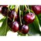 Višňa Nana v črepníku Prunus cerasus Nana