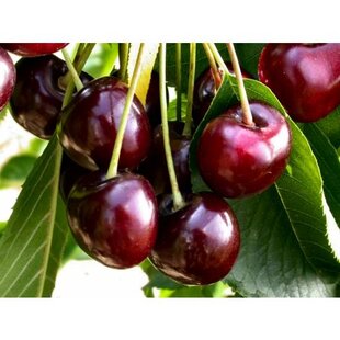 Višňa Nana v črepníku Prunus cerasus Nana