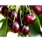 Višňa Nana v črepníku Prunus cerasus Nana