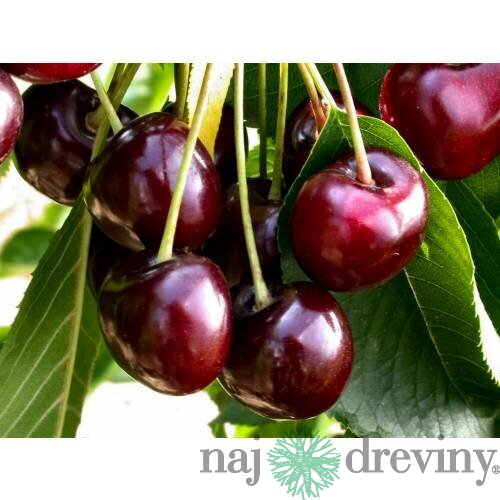Višňa Nana v črepníku Prunus cerasus Nana