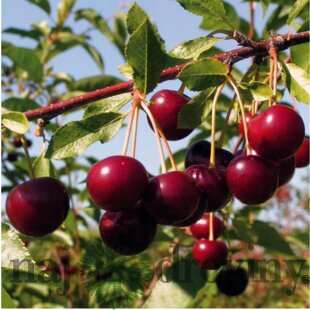 Višňa Nana, výška 140/180 cm, 1-ročná, podpník Colt, voľnokorenná Prunus cerasus Nana