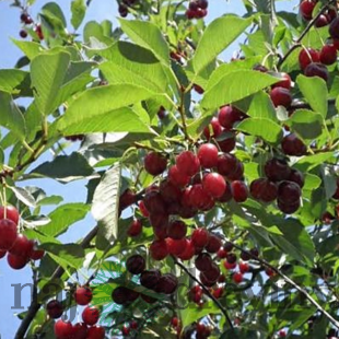 Višňa Nefris, voľnokorenná 2-ročná Prunus cerasus Nefris