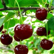 Višňa Nefris, výška 120/150 cm, v črepníku 5l, podpník Colt Prunus cerasus Nefris