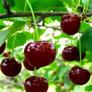 Višňa Nefris, výška 120/150 cm, v črepníku 5l, podpník Colt Prunus cerasus Nefris