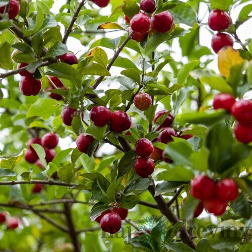 Višňa neskorá KELLERIS, podpník Colt, výška 140/180 cm, 1-ročná, voľnokorenná Prunus cerasus Kelleris