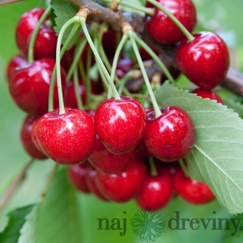 Višňa neskorá NORTH STAR podpník Colt, výška 140/180 cm, voľnokorenná Prunus cerasus North Star