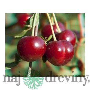 Višňa Northstar, podpník Colt, výška 140/180 cm, 1-ročná, voľnokorenná Prunus cerasus Northstar
