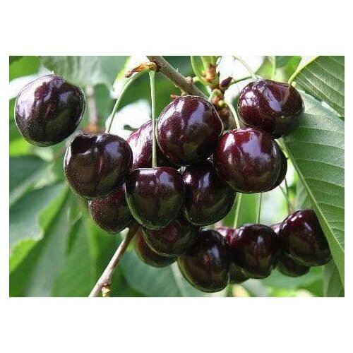 Višna Pandy 103, v črepníku, výška 160/180 cm, už rodiaca, podpník Colt Prunus cerasus Pandy
