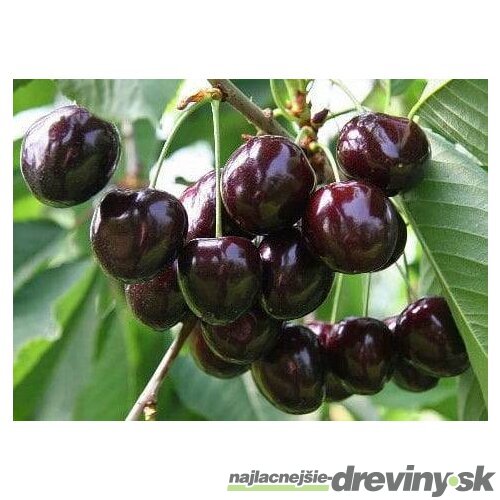 Višna Pandy 103, v črepníku, výška 160/180 cm, už rodiaca, podpník Colt Prunus cerasus Pandy