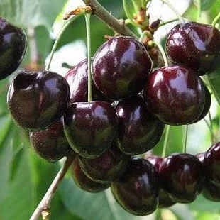 Višna Pandy 103, v črepníku, výška 160/180 cm, už rodiaca, podpník Colt Prunus cerasus Pandy