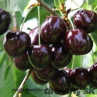 Višna Pandy 103, v črepníku, výška 160/180 cm, už rodiaca, podpník Colt Prunus cerasus Pandy