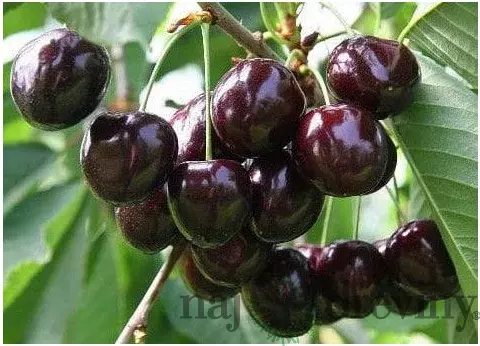 Višna Pandy 103, v črepníku, výška 160/180 cm, už rodiaca, podpník Colt Prunus cerasus Pandy