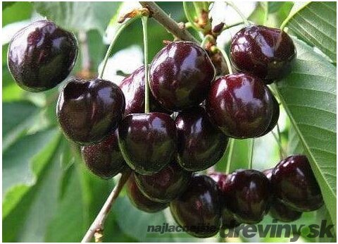 Višna Pandy 103, v črepníku, výška 160/180 cm, už rodiaca, podpník Colt Prunus cerasus Pandy