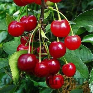 Višňa skorá SABINA podpník Colt, výška 140/180 cm, voľnokorenná Prunus cerasus Sabina