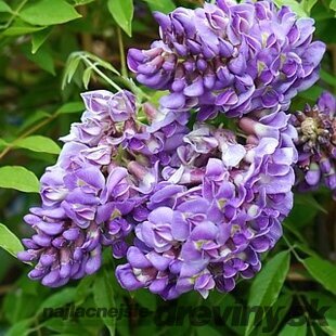 Vistéria americká Longwood Purple, výška 80/+ cm, v črepníku Wisteria frutescens ‘Longwood Purple‘