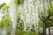 Vistéria Biela v črepniku 160/180 cm Wisteria White