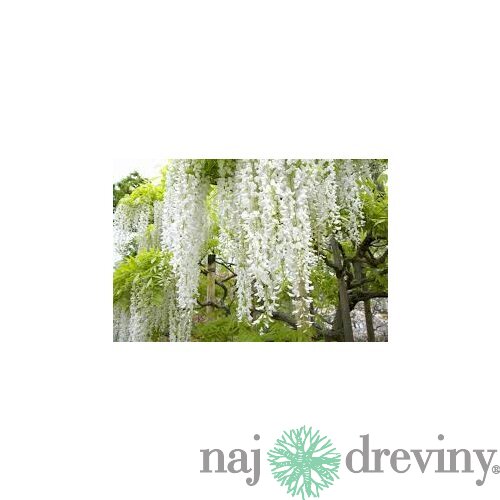 Vistéria Biela v črepniku 160/180 cm Wisteria White