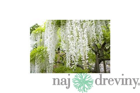Vistéria Biela v črepniku 160/180 cm Wisteria White