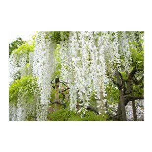 Vistéria Biela v črepniku 160/180 cm Wisteria White