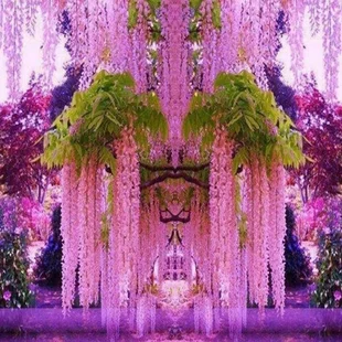 Vistéria čínska Pink Ice 60/80 cm, v črepníku 3l Wisteria florida Pink Ice