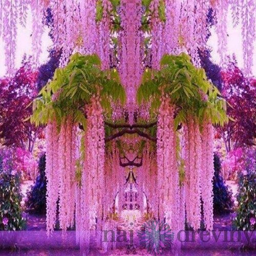 Vistéria čínska Pink Ice 60/80 cm, v črepníku 3l Wisteria florida Pink Ice