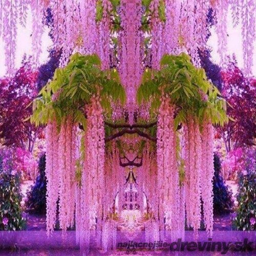 Vistéria čínska Pink Ice 60/80 cm, v črepníku 3l Wisteria florida Pink Ice