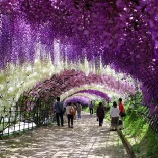 Vistéria čínska Prolific 60/80 cm cm, v črepníku 3l Wisteria chinensis Prolific