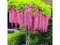 Vistéria čínska Rosea 60/80 cm, v črepníku 3l Wisteria sinensis Rosea