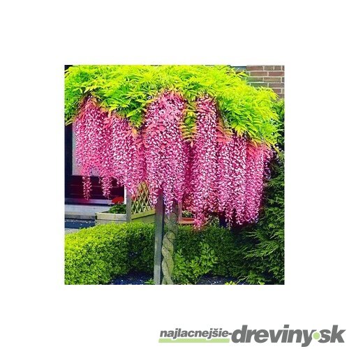 Vistéria čínska Rosea 60/80 cm, v črepníku 3l Wisteria sinensis Rosea