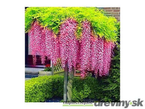 Vistéria čínska Rosea 60/80 cm, v črepníku 3l Wisteria sinensis Rosea