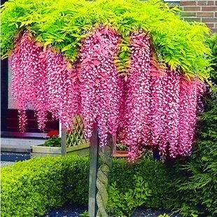Vistéria čínska Rosea 60/80 cm, v črepníku 3l Wisteria sinensis Rosea