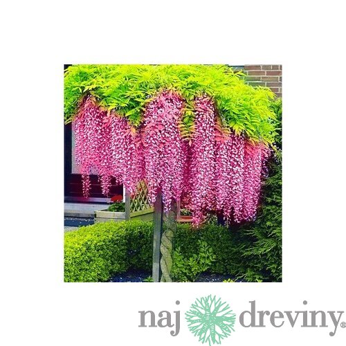 Vistéria čínska Rosea 60/80 cm, v črepníku 3l Wisteria sinensis Rosea
