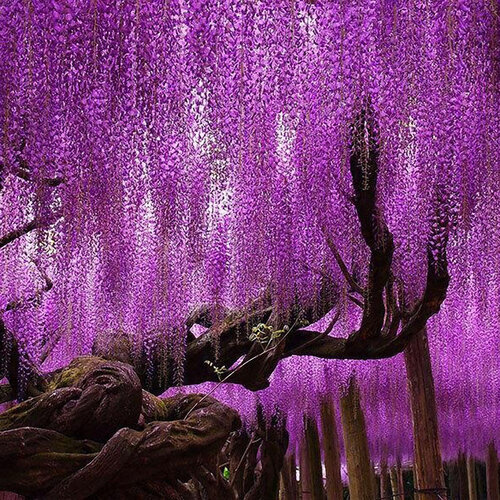 Vistéria čínska XXL 250/300cm, v črepníku 18L Wisteria sinensis