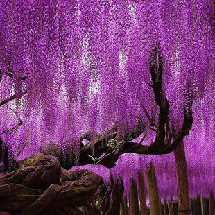 Vistéria čínska XXL 250/300cm, v črepníku 18L Wisteria sinensis