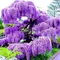 Vistéria Fialová v črepniku 180/200 cm Wisteria Purple